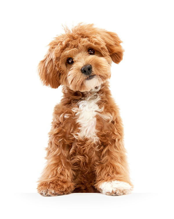 Dog - Leader of the Pack Home Dog Training Dog