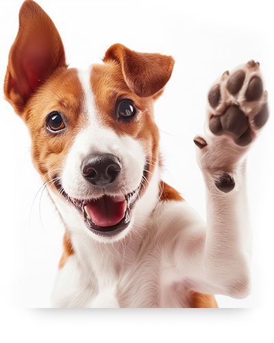 Pup - Leader of the Pack Home Dog Training Dog Training Success