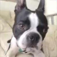 Ss1 - Leader of the Pack Home Dog Training Success Story