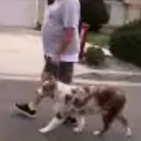 Ss1 - Leader of the Pack Home Dog Training Success Story