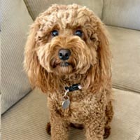 Ss1 - Leader of the Pack Home Dog Training Success Story